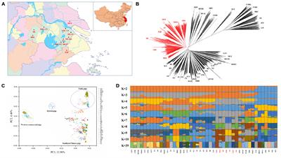 Genome Data Uncover Conservation Status, Historical Relatedness and Candidate Genes Under Selection in Chinese Indigenous Pigs in the Taihu Lake Region